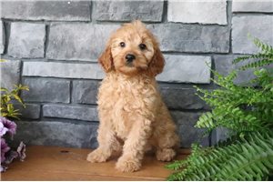 Neata - Goldendoodle, Mini for sale