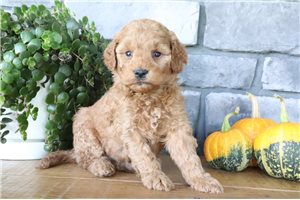 Ethan - Mini Goldendoodle for sale