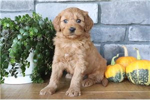 Elenora - puppy for sale