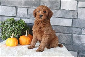 Ericson - Mini Goldendoodle for sale
