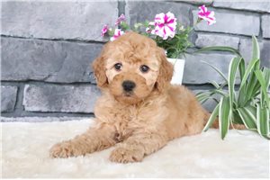Noreen - puppy for sale