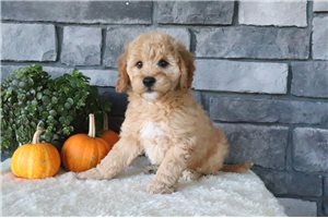 Elliott - Mini Goldendoodle for sale