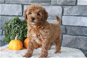 Evan - Mini Goldendoodle for sale
