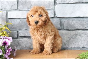 Nixon - Goldendoodle, Mini for sale