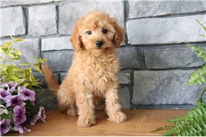 Netty - Goldendoodle, Mini for sale