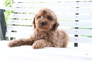 Nixon - Goldendoodle, Mini for sale