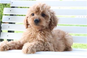 Netty - Goldendoodle, Mini for sale