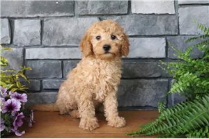 Noreen - Goldendoodle, Mini for sale