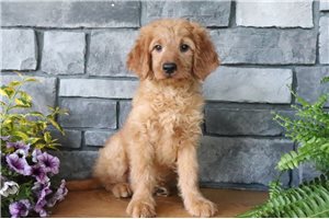 Nash - Goldendoodle, Mini for sale