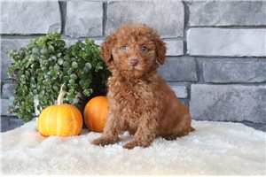 Desiree - Miniature Poodle for sale