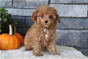 Desmond - Miniature Poodle for sale