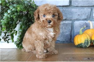 Desmond - puppy for sale