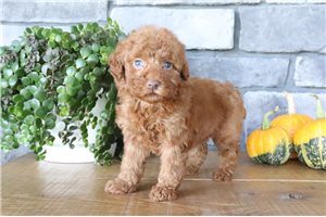 Desiree - Miniature Poodle for sale