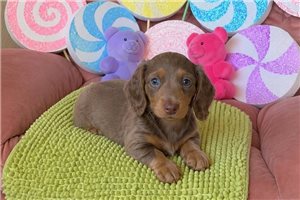 McGregor - Dachshund, Mini for sale