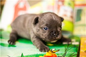 April - puppy for sale