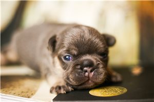 Arrow - French Bulldog for sale