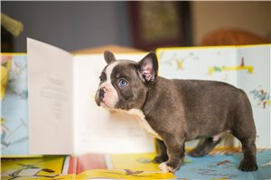 Archie - French Bulldog for sale