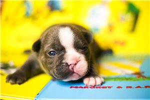 Archie - puppy for sale