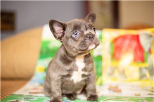 April - French Bulldog for sale