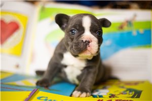 Archie - French Bulldog for sale