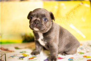 April - French Bulldog for sale