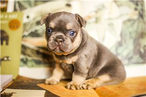 Arrow - French Bulldog for sale