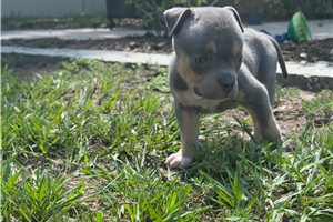 Davy - American Bully for sale