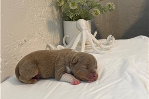 Handsome - American Bully for sale