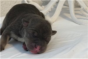 Kelpie - American Bully for sale