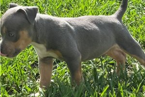 Davy - puppy for sale