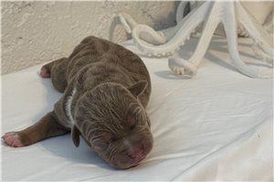 Siren - American Bully for sale