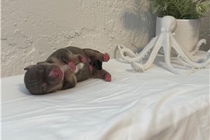 Atlantis - puppy for sale