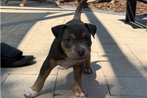Atlantis - American Bully for sale