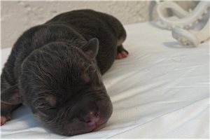 Selkie - puppy for sale