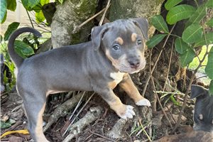 Kelpie - American Bully for sale
