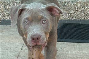 Siren - American Bully for sale