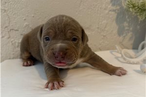 Siren - American Bully for sale