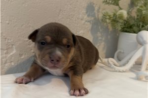 Atlantis - American Bully for sale