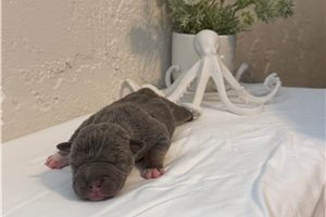 Poseiden - American Bully for sale