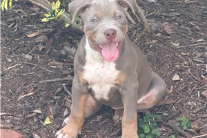 Siren - American Bully for sale