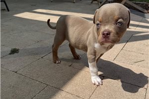 Handsome - American Bully for sale