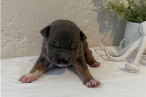 Poseiden - American Bully for sale