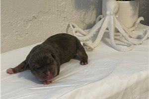 Kraken - American Bully for sale