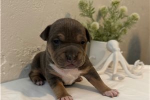Kelpie - American Bully for sale