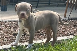 Handsome - American Bully for sale