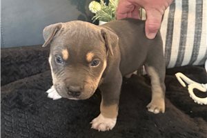 Kraken - American Bully for sale