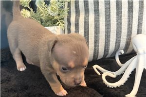 Davy - American Bully for sale