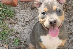 Kelpie - American Bully for sale