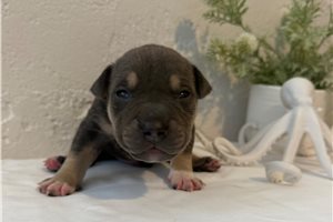 Kraken - American Bully for sale