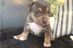 Kelpie - American Bully for sale